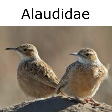 Alaudidae 1998