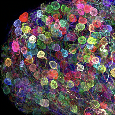 Small Organisms for Piano 2006