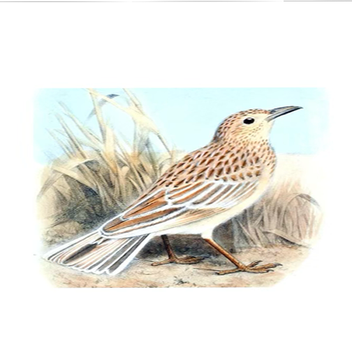 Alaudidae 2020 / 1998