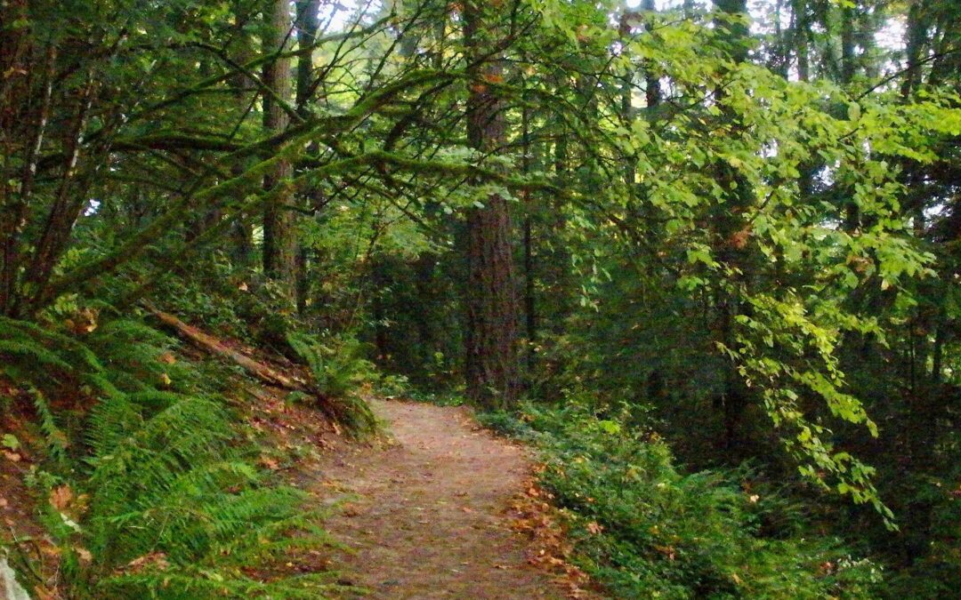 The Forest and the Architect 2021