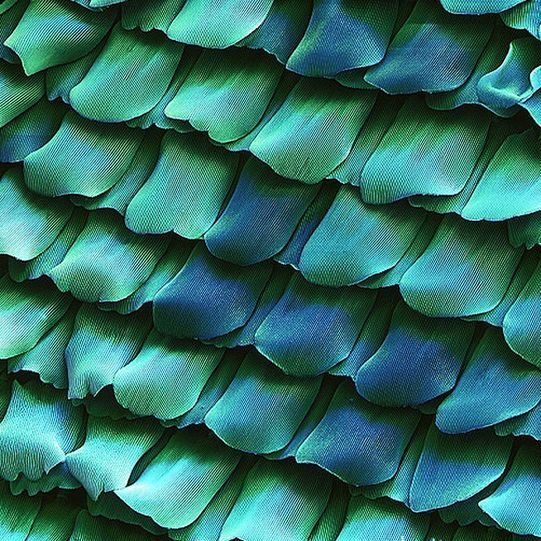 Small Organisms 2020 / 2006