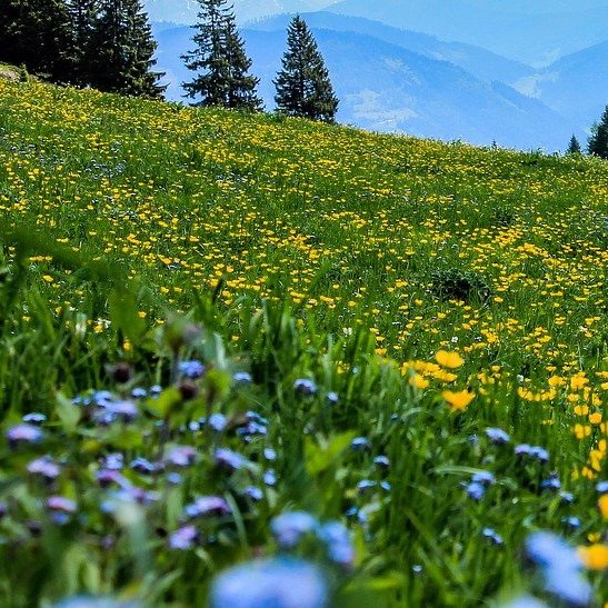 A Walk in a Field 2021 (String Quartet)