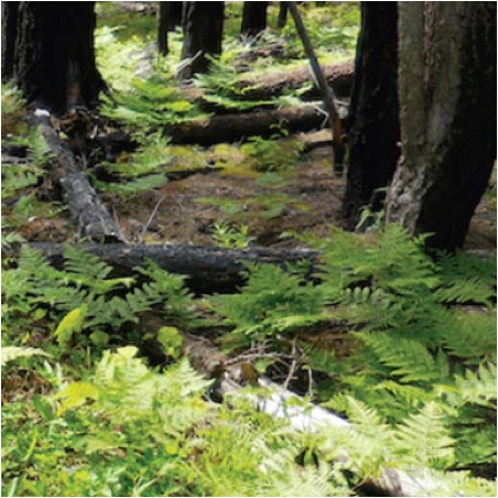 The Life of Ashes 2014