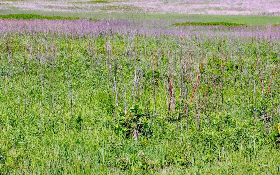 A Walk in a Field 2021 (Piano)