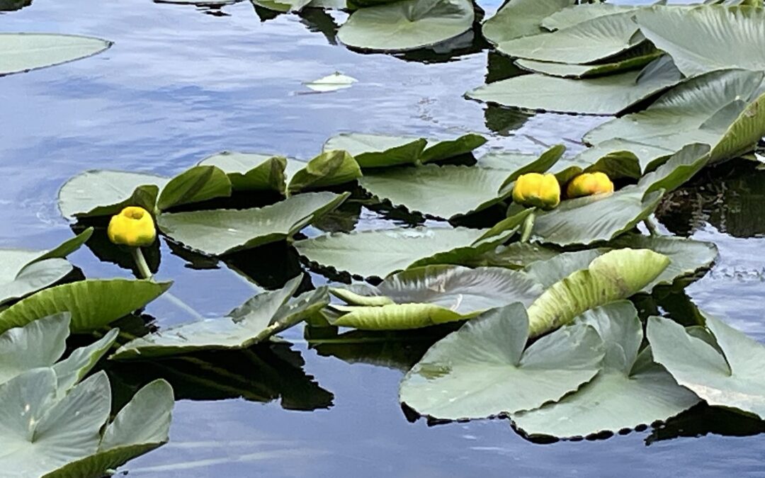 In the Water, I See My Dreams (2025)