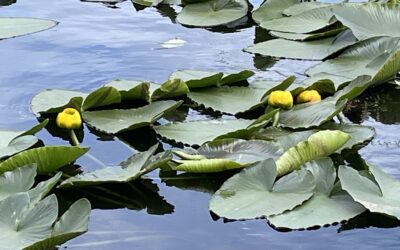 In the Water, I See My Dreams (2025)